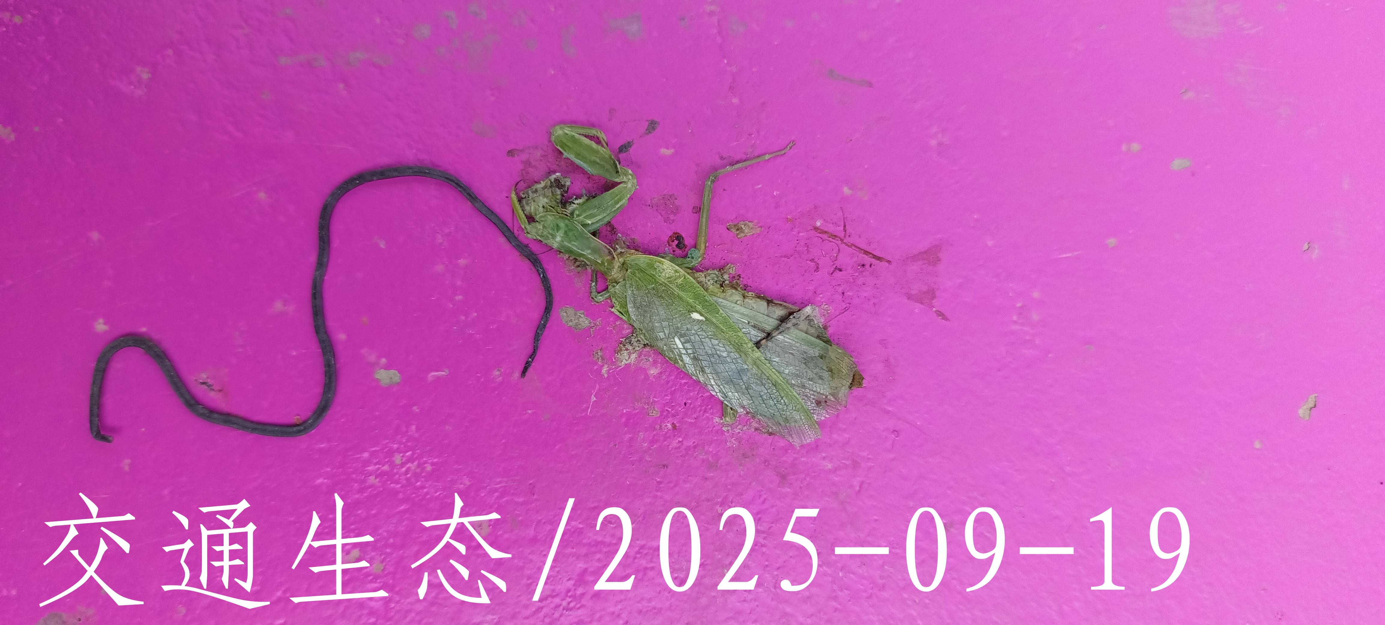 后像